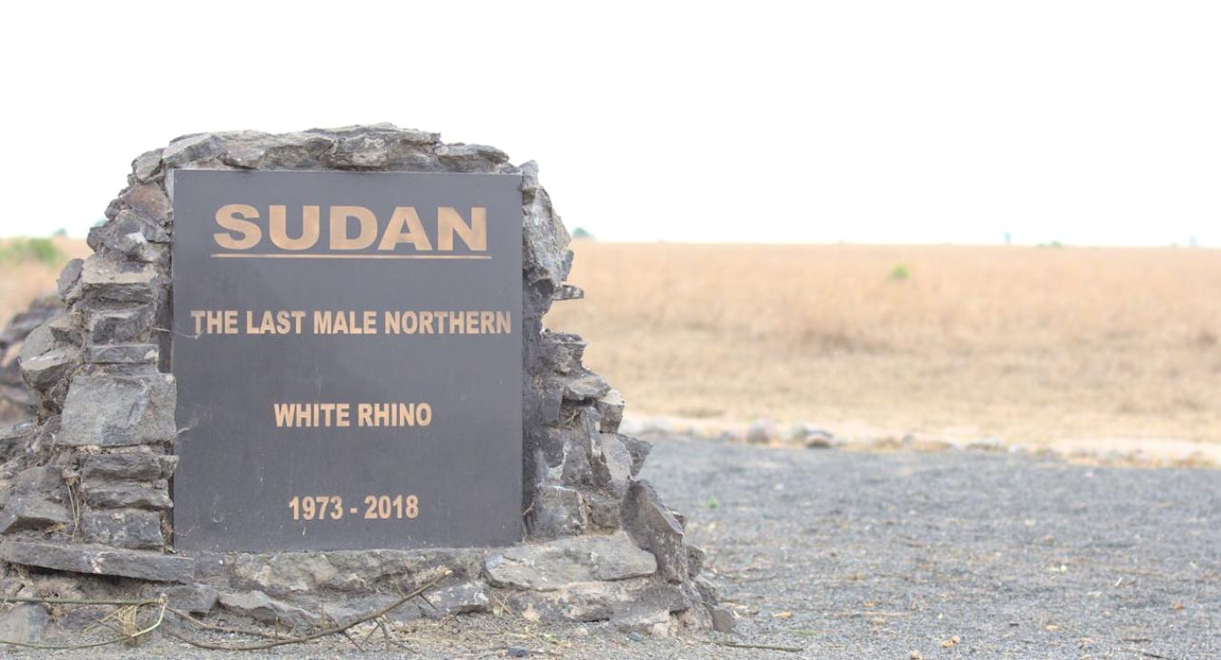 Suan last white male rhino